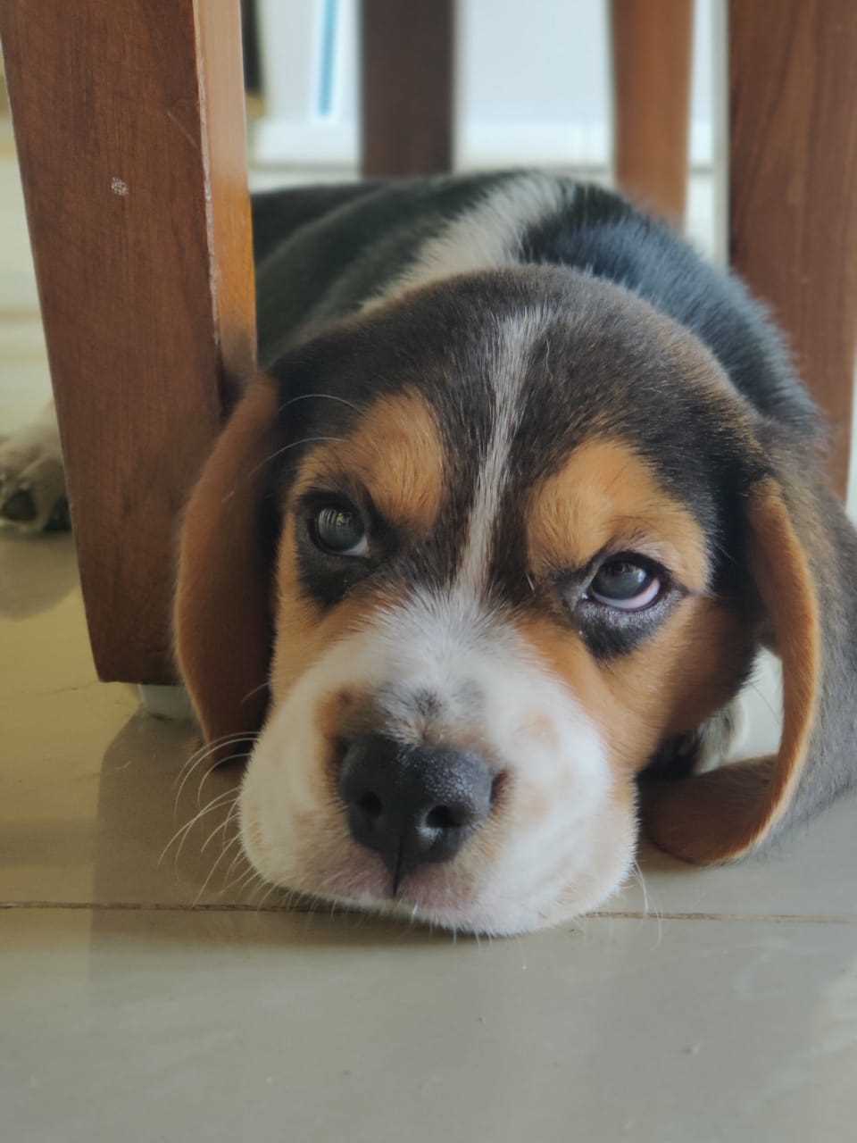 Beagle For Sale In Pune