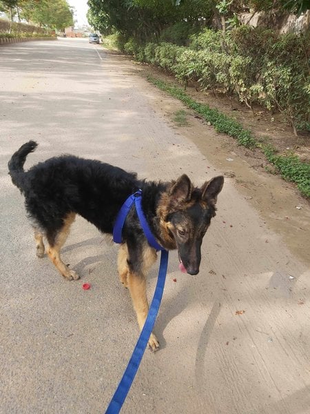 German Shepherd For Adoption In Agra