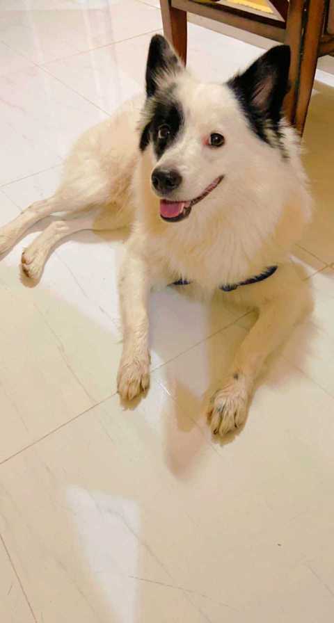 Pomeranian Dogs For Mating In Sambalpur