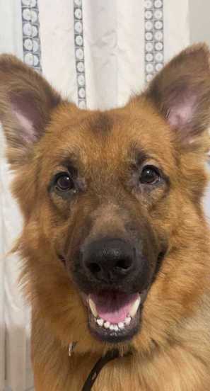German Shepherd Dogs For Mating In Pune