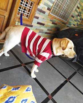Labrador Retriever Dogs For Mating In Hyderabad