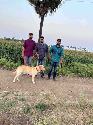 Labrador Retriever Dogs For Mating In Hyderabad