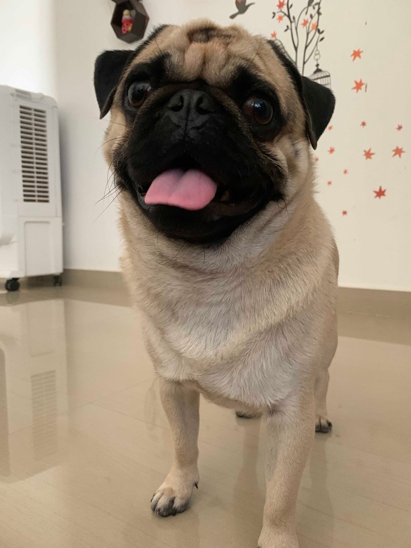 Pug Dogs For Mating In Mysore