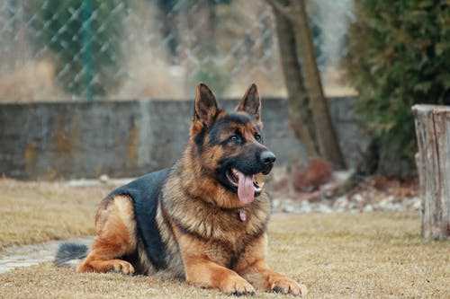 German Shepherd Dogs For Mating In Madurai