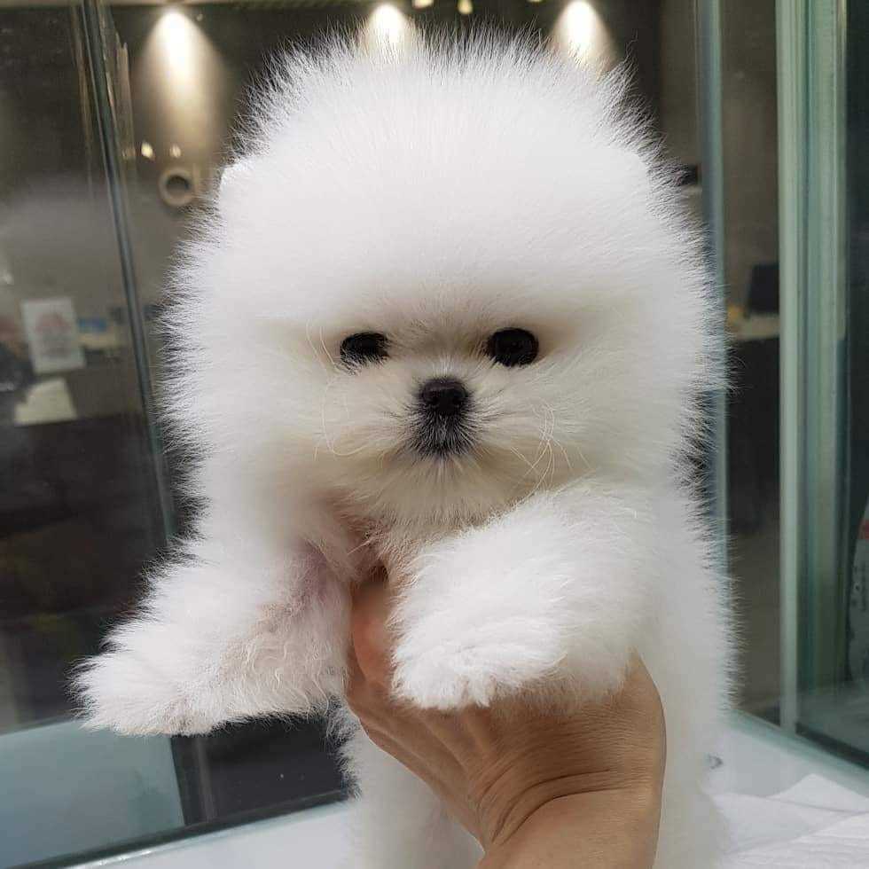 Teacup Pomeranian Puppies For In