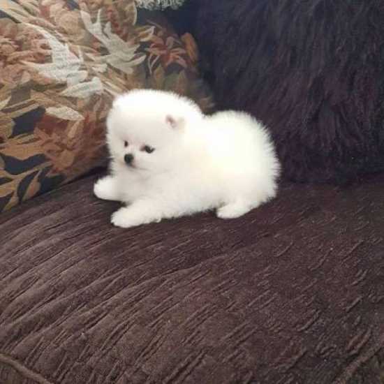 Teacup Pomeranian For Sale In Delhi