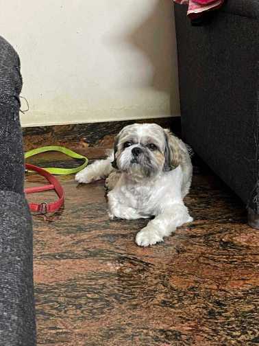 Shih Tzu Dogs For Mating In Pune