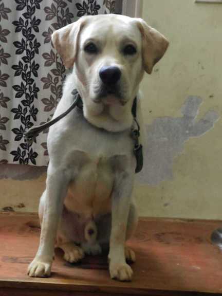 Labrador Retriever Dogs For  Mating In Bangalore