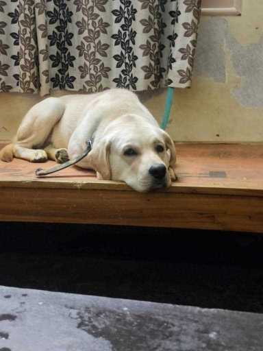 Labrador Retriever Dogs For Mating In Bangalore