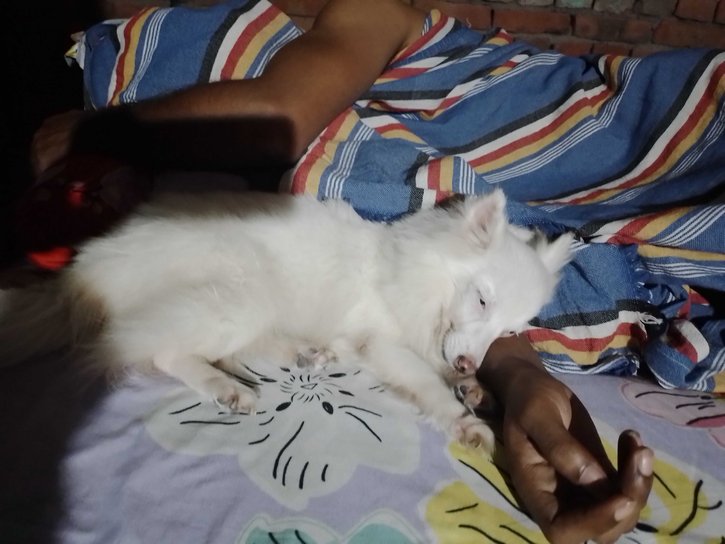 Pomeranian Dogs For Mating In Bangalore