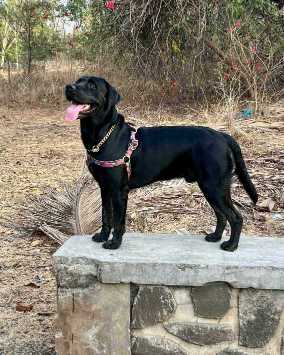 Labrador Retriever Dogs For Mating In Kannur