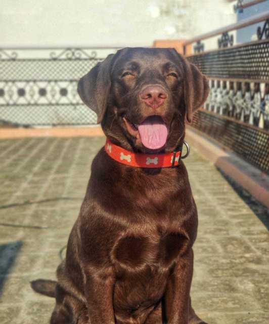 Labrador Retriever Dogs For Mating In Eluru