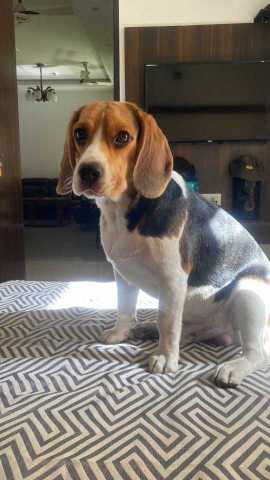 Beagle Dogs For Mating In Pune