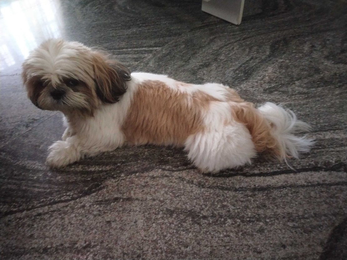 Shih Tzu Dogs For Mating In Pune