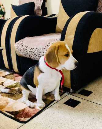 Beagle Dogs For  Mating In Pune