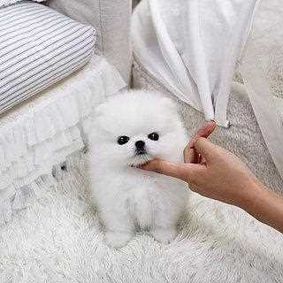 Teacup Pomeranian Puppies for sale in India At Best Prices | Mr n Mrs Pet