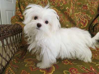 Maltese online dog price
