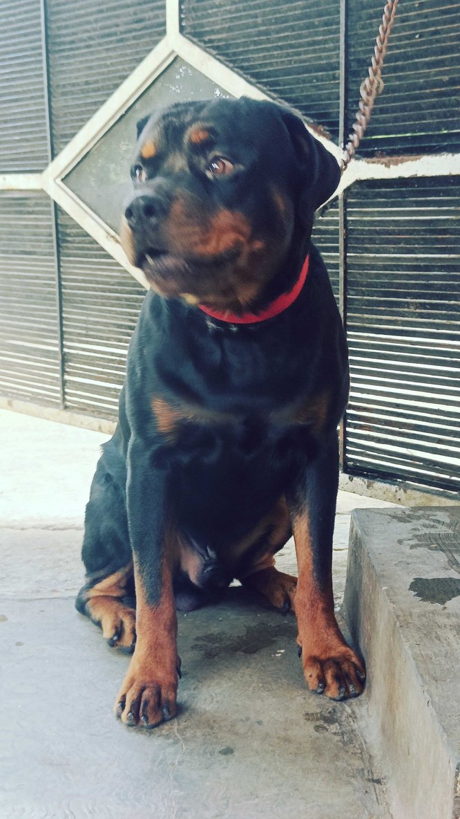 Rottweiler Dogs For Mating In Madurai