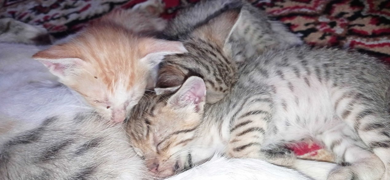 Indian Breed For Adoption In Pithoragarh
