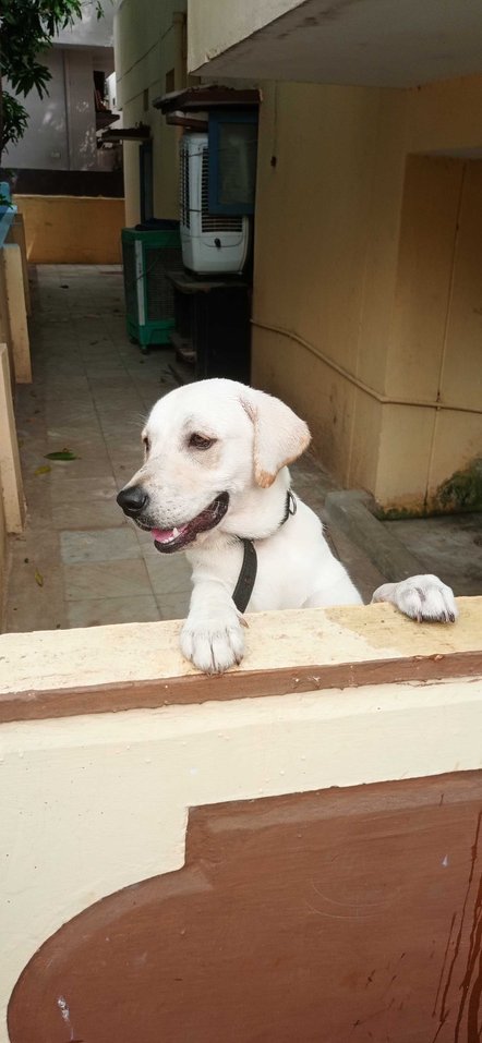 Labrador Retriever Dogs For Mating In Hyderabad