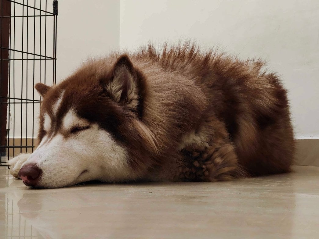 Siberian Husky Dogs For Mating In Lucknow
