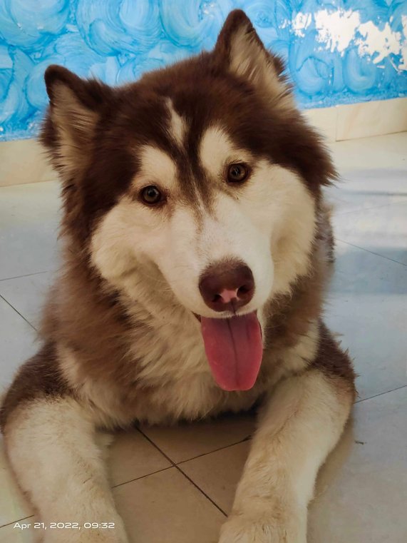 Siberian Husky Dogs For Mating In Lucknow