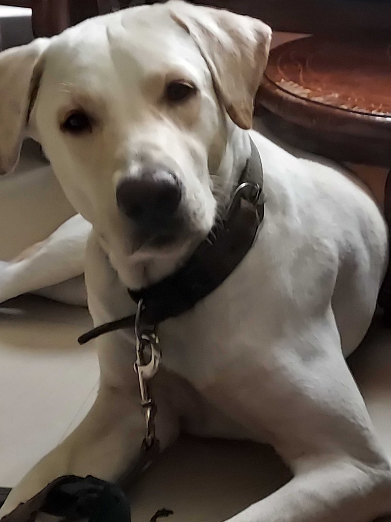 Labrador Retriever Dogs For Mating In Chennai