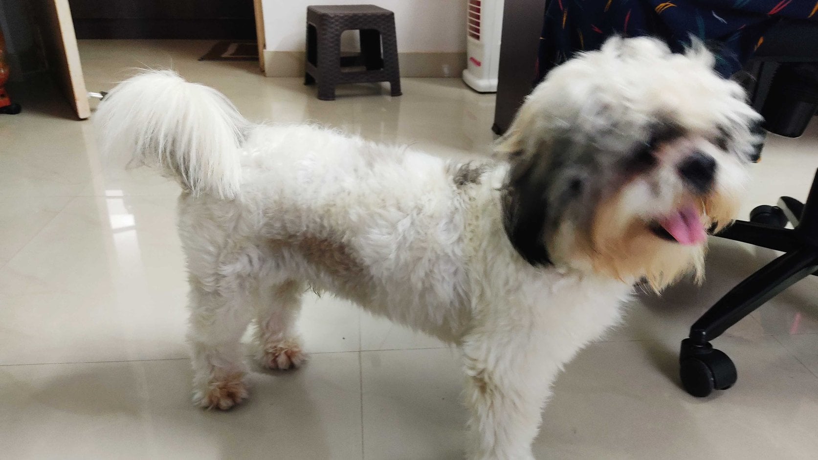 Shih Tzu Dogs For Mating In Hyderabad