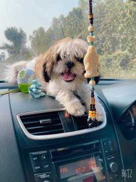 Shih Tzu Dogs For Mating In Chandigarh