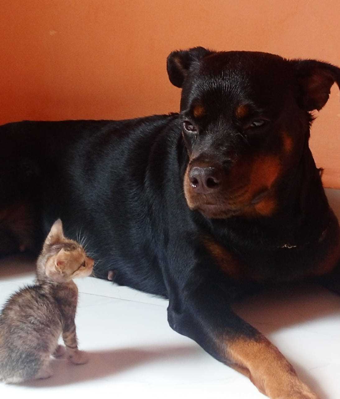 Rottweiler Dogs For Mating In Madurai