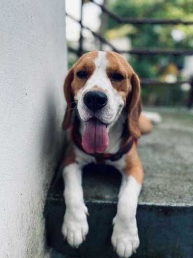 Beagle Dogs For Mating In Kochi