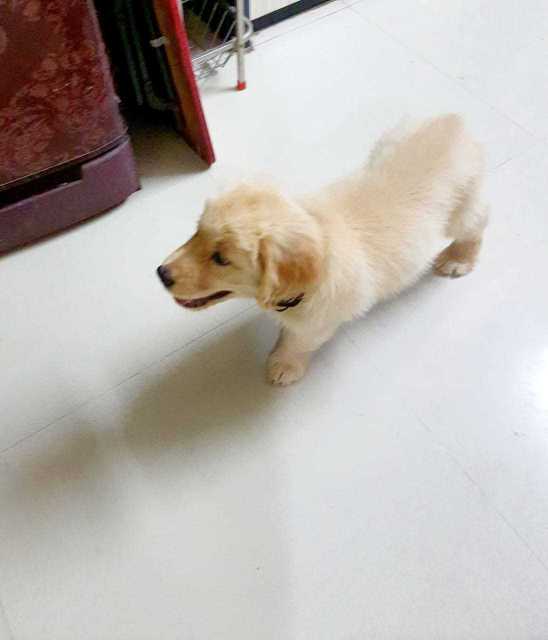 Golden Retriever For Sale In Mumbai