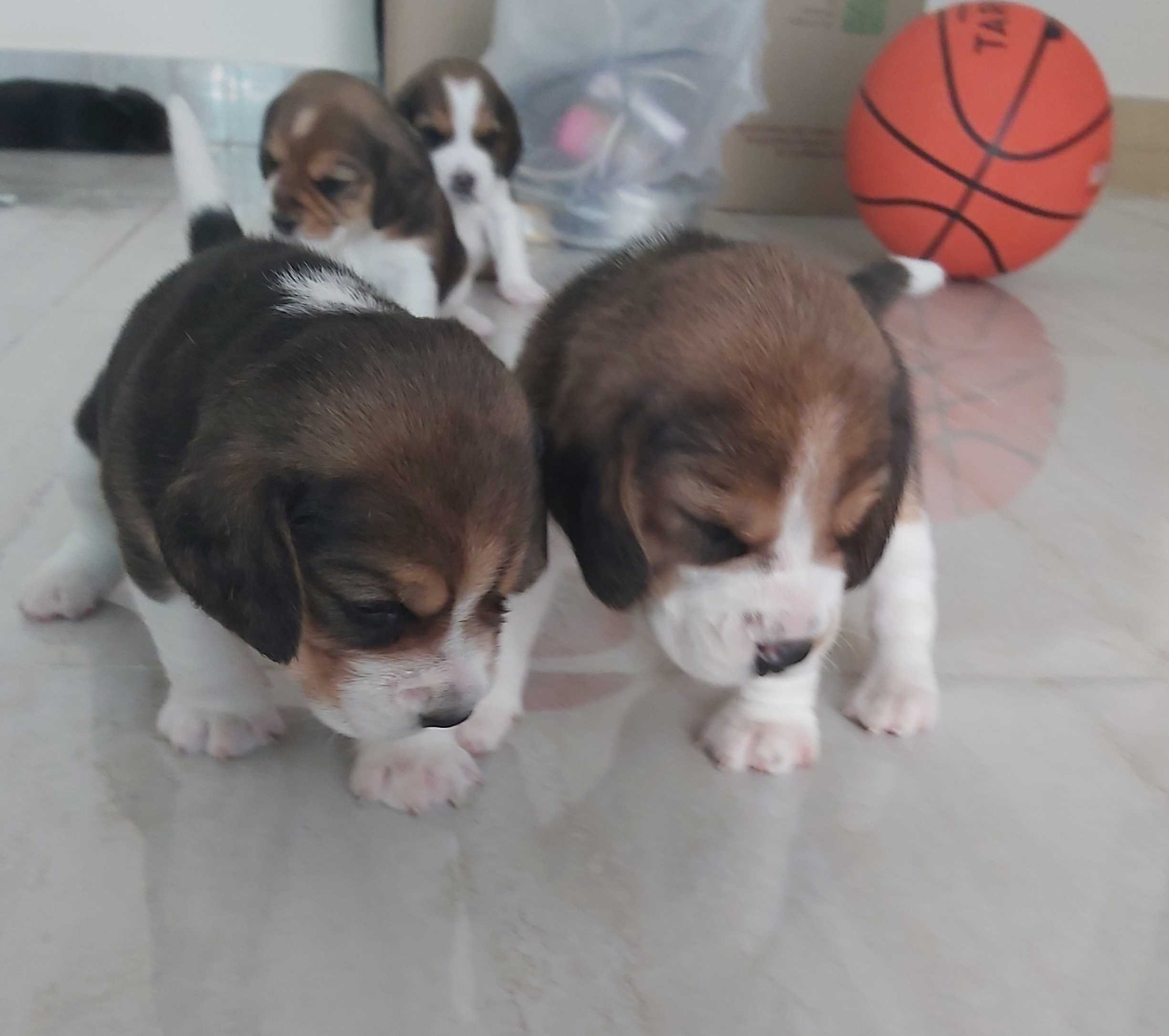 Mr n Mrs Pet