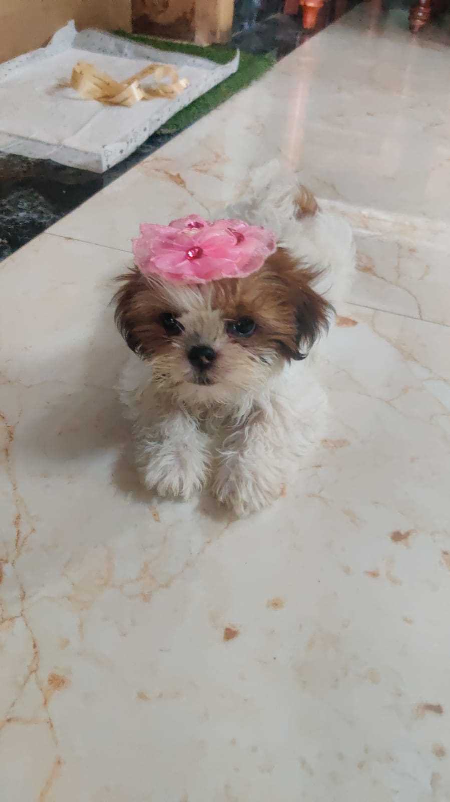 Shih Tzu For Sale In Jaipur