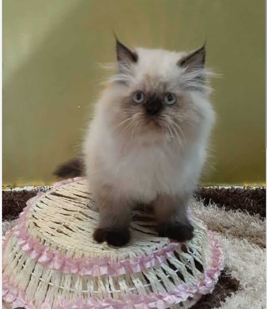Himalayan For Sale In Baleshwar