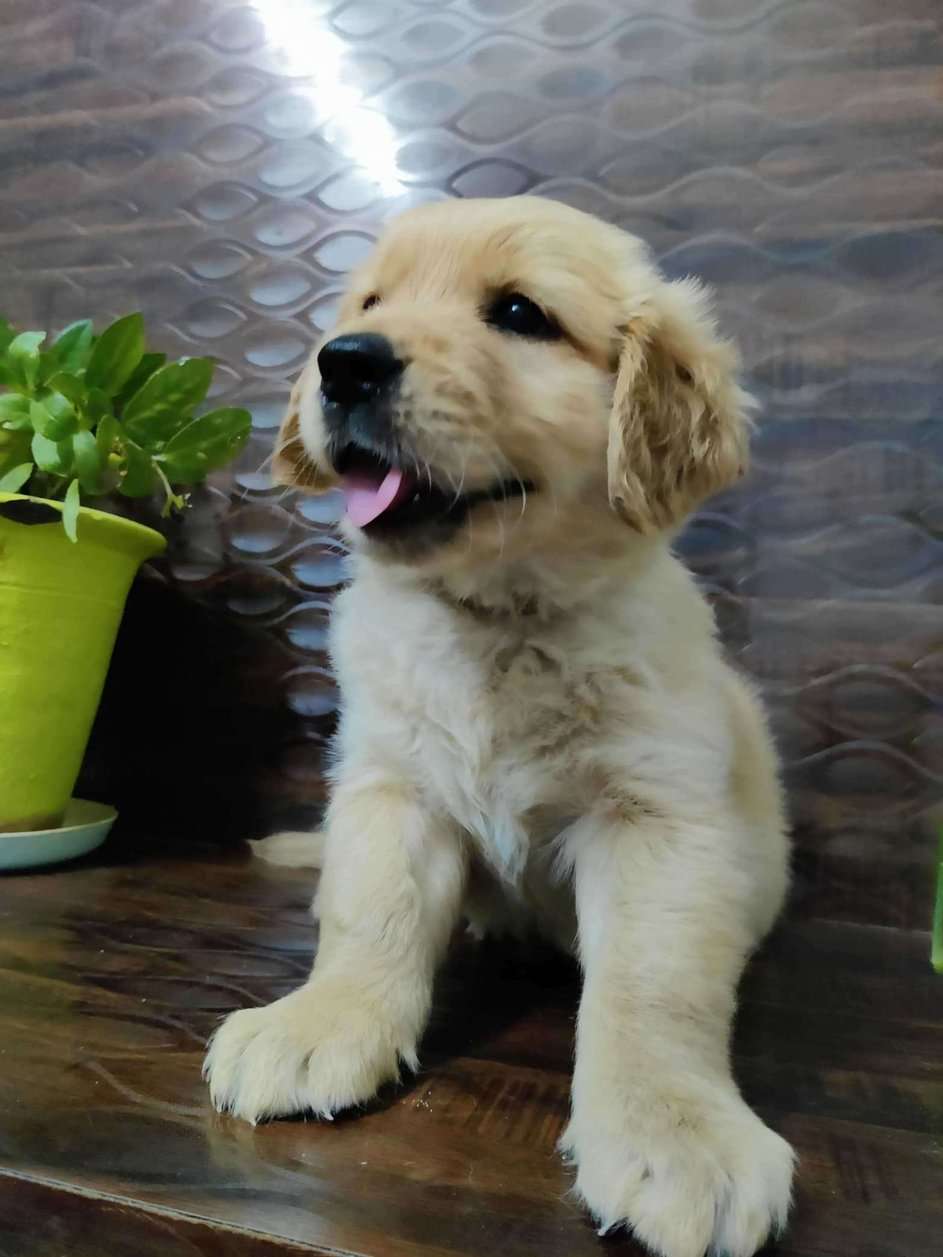Golden Retriever For Sale In Bangalore