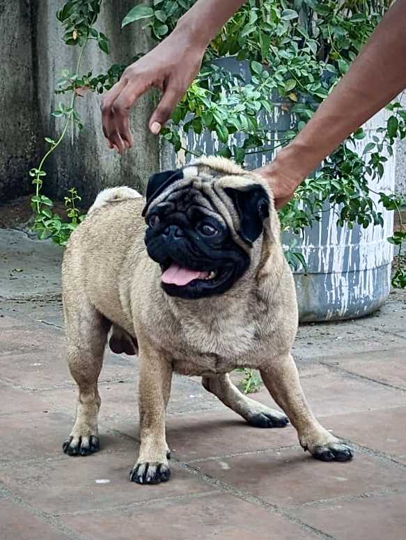 Pug Dogs For  Mating In Chennai