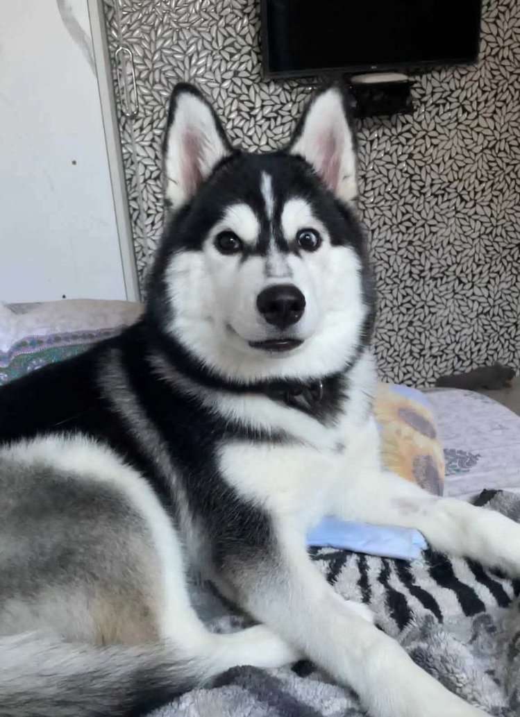 Siberian Husky Dogs For Mating In Mumbai