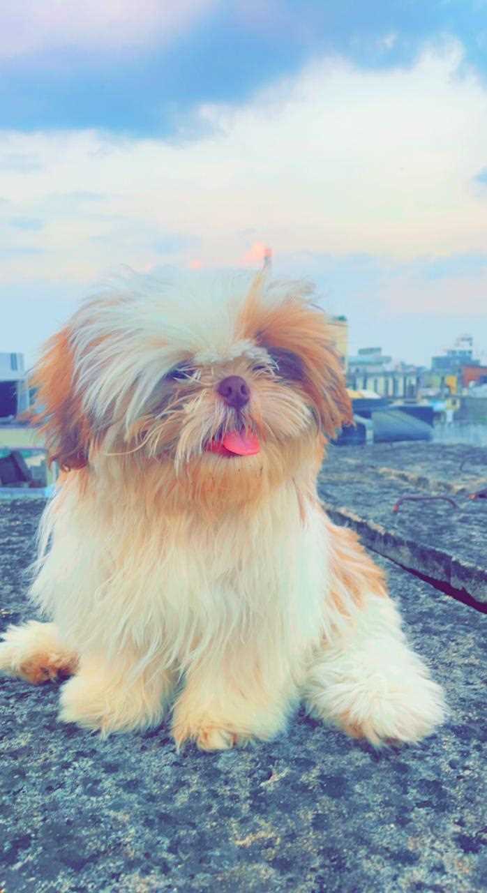 Shih Tzu Dogs For Mating In Hyderabad