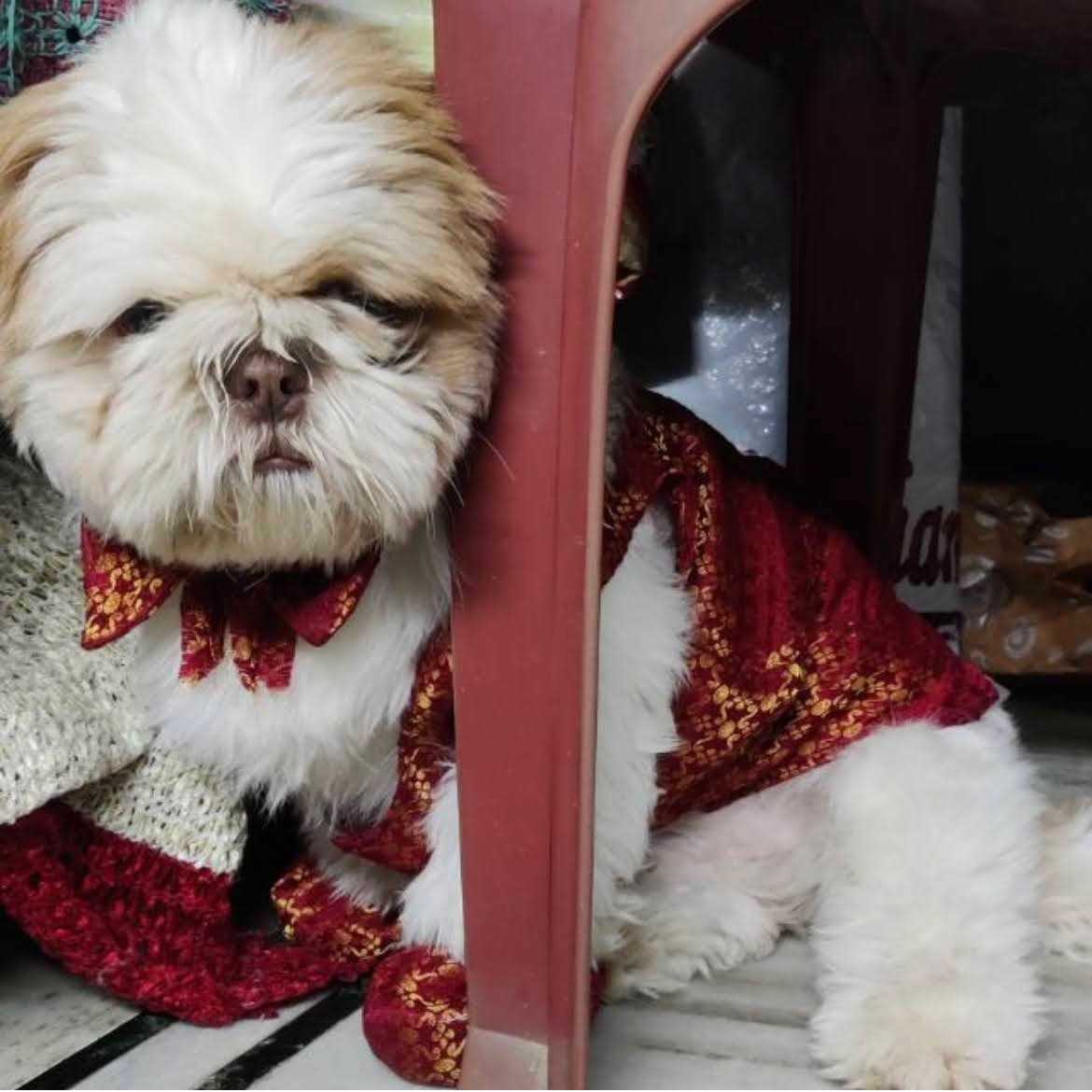Shih Tzu Dogs For Mating In Hyderabad