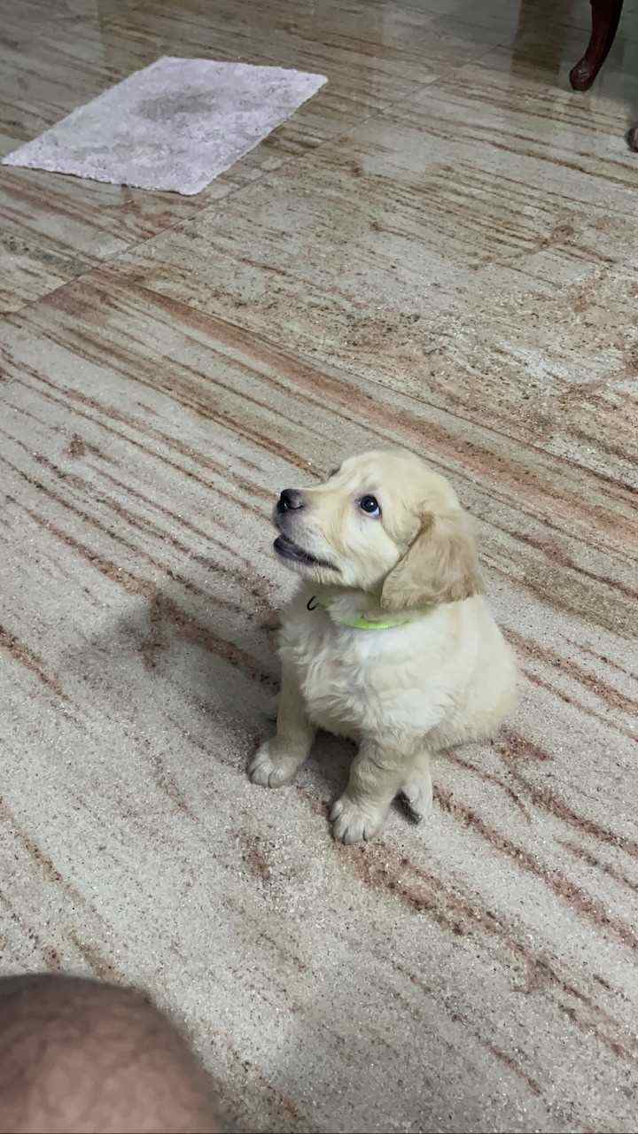 Golden Retriever For Sale In Bangalore
