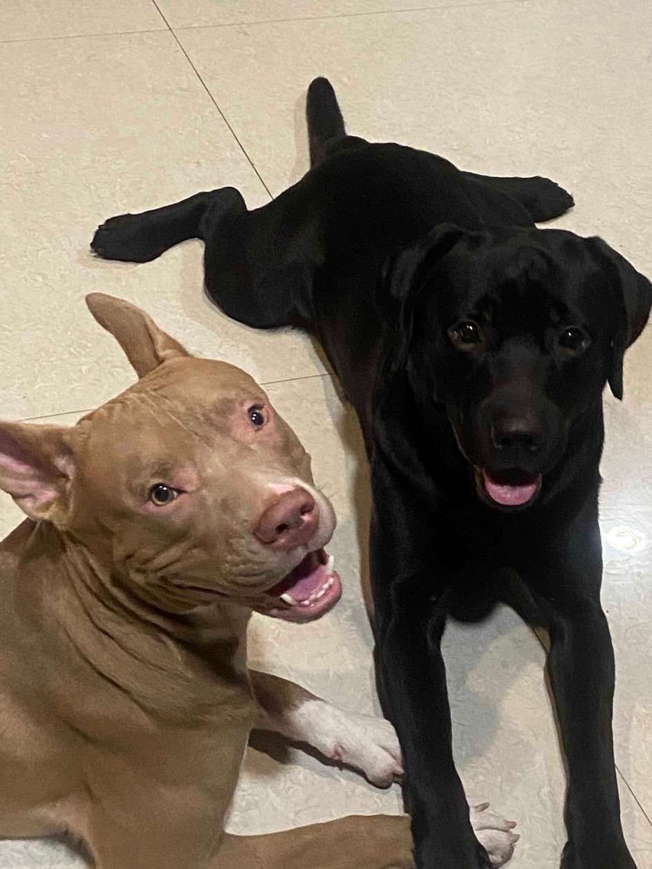 American Staffordshire Terrier Dogs For Mating In Mohali