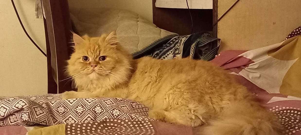 Persian For Sale In Pune