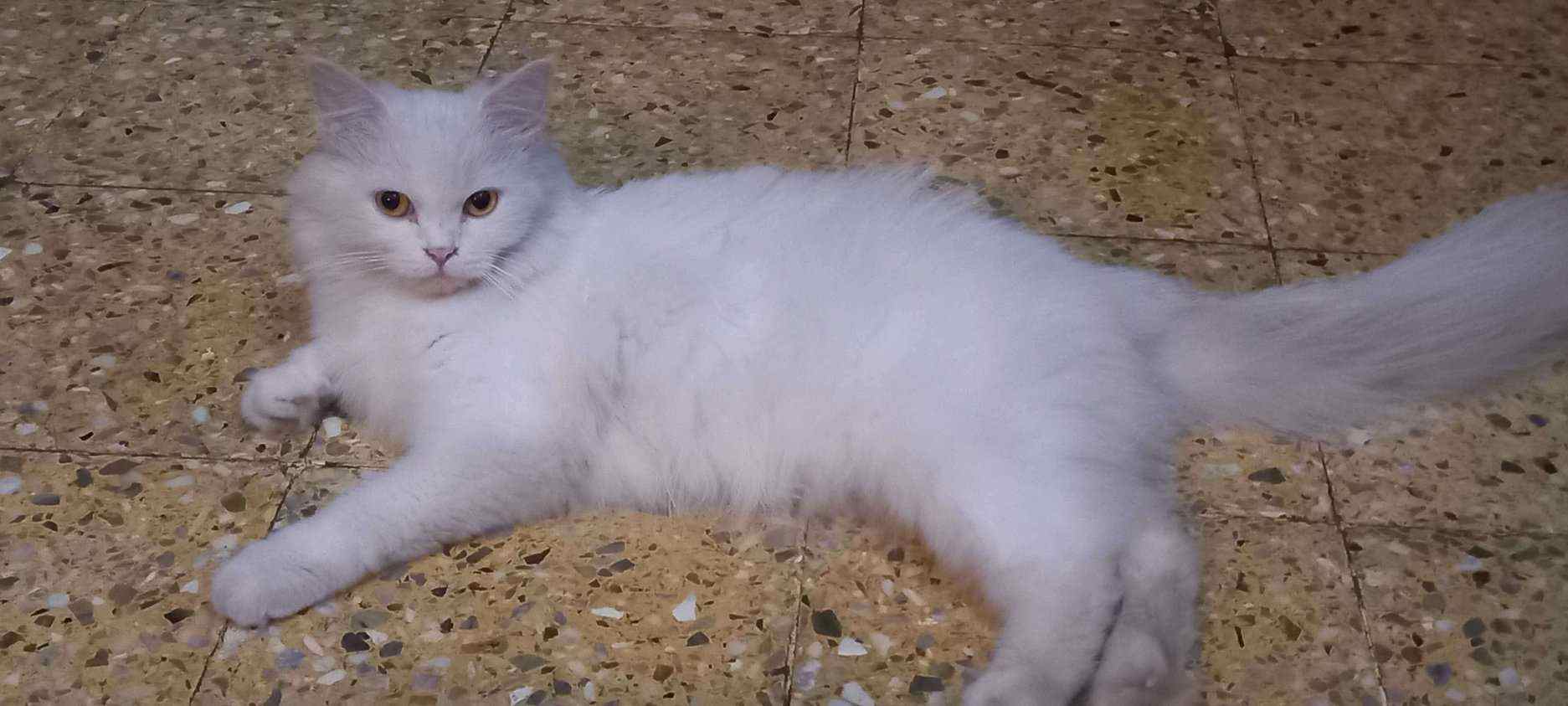 Persian For Sale In Pune