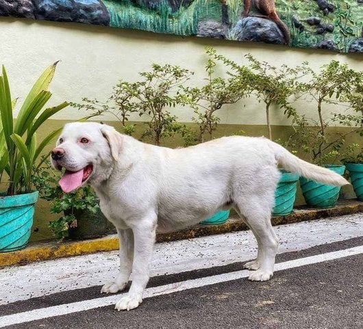 Labrador Retriever