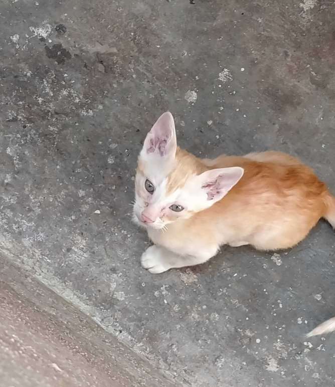 Indian Breed For Adoption In Bangalore