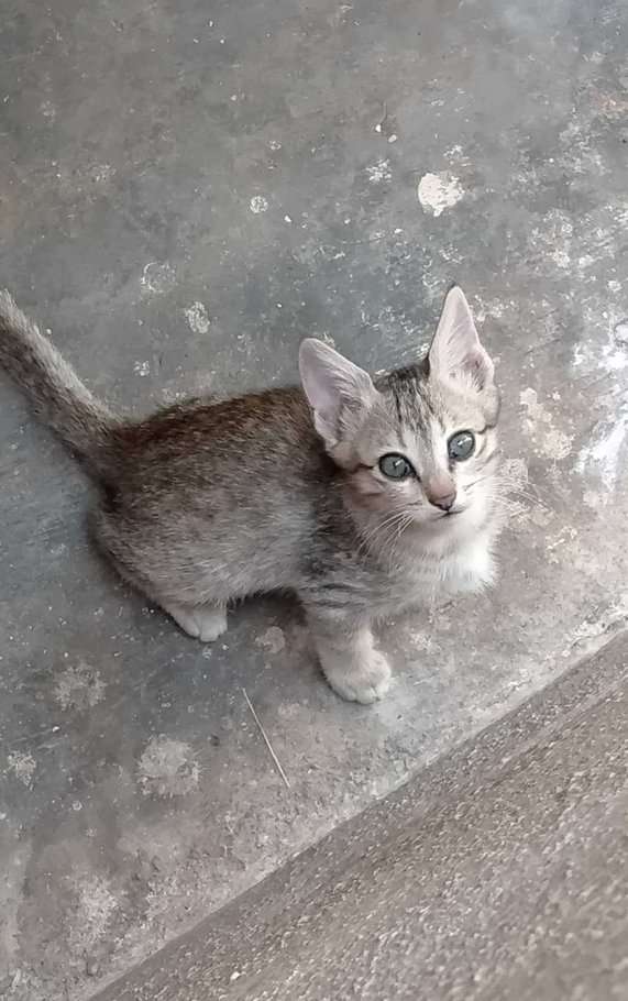 Indian Breed For Adoption In Bangalore