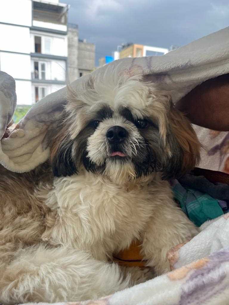 Shih Tzu Dogs For Mating In Bangalore