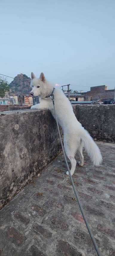 Siberian Husky Dogs For Mating In Mumbai