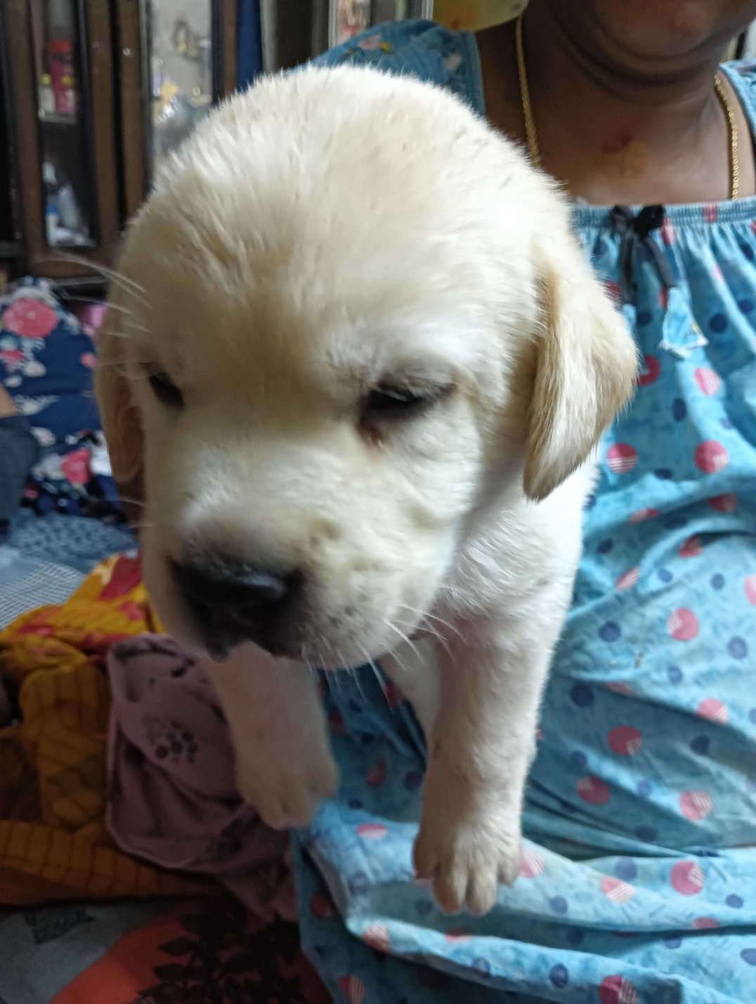 Labrador Retriever For Sale In Hyderabad